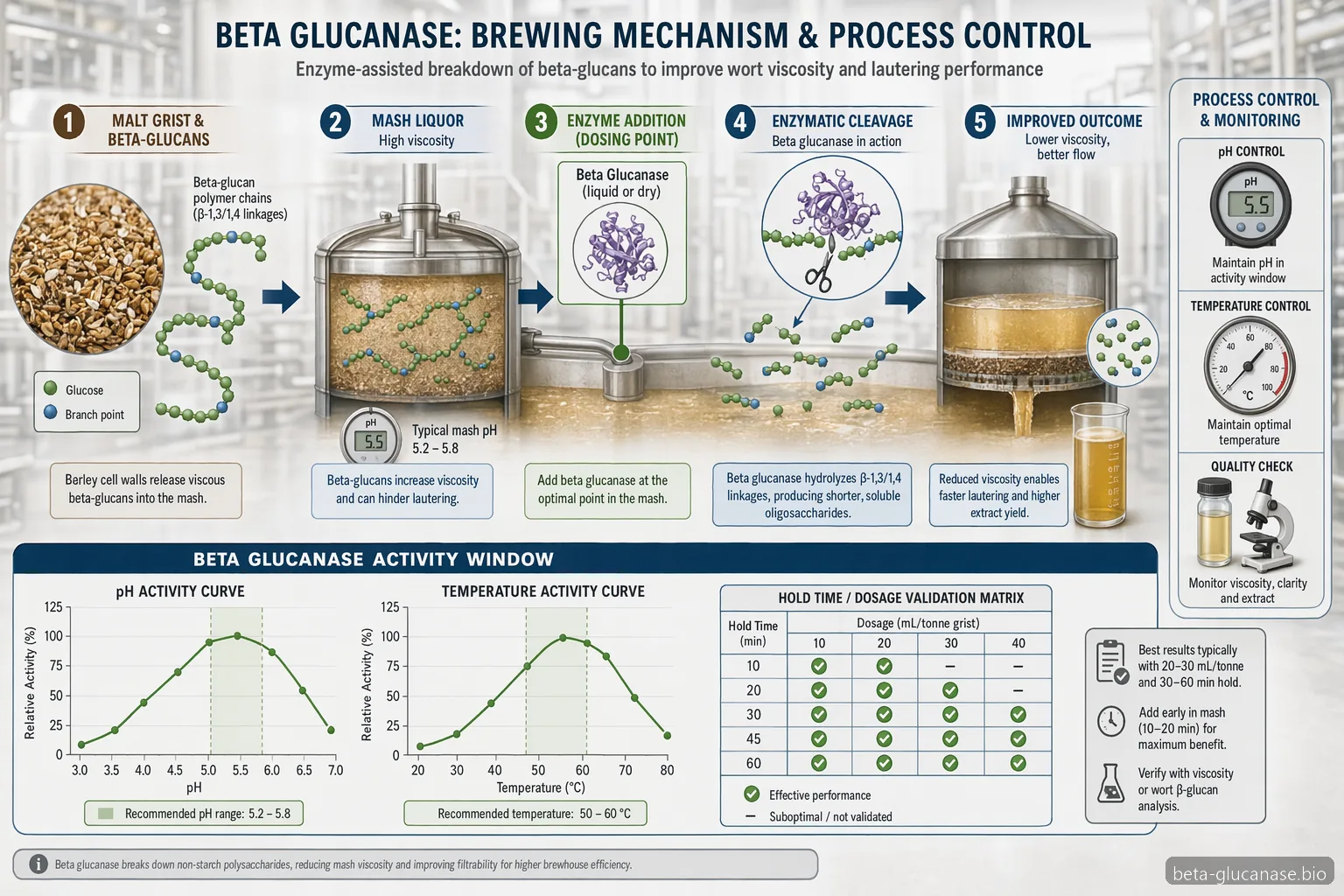 beta glucanase enzyme brewing process diagram mapping enzyme action, pH and temperature control, and wort viscosity reduction