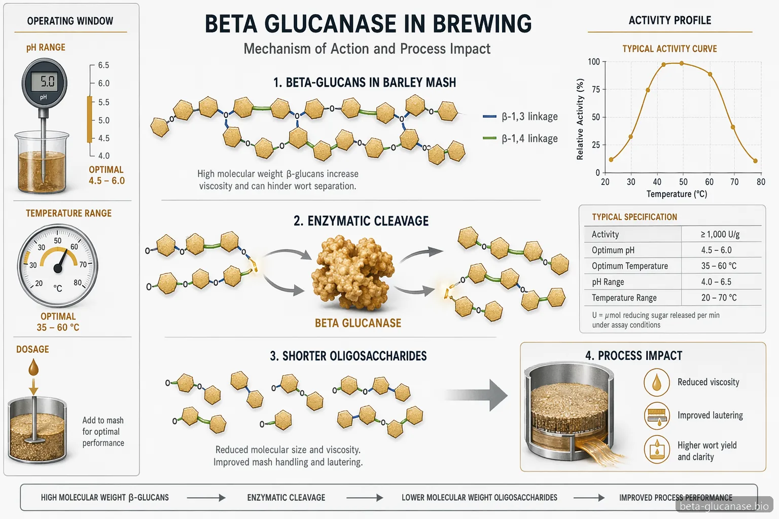 beta glucanase in brewing supplier guide diagram showing glucan chain cleavage, lower viscosity and controls